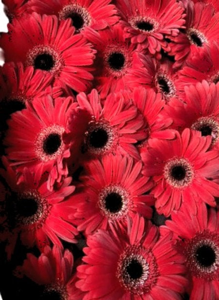 Gerbera Mystique Red ( 5 pcs /bunch)