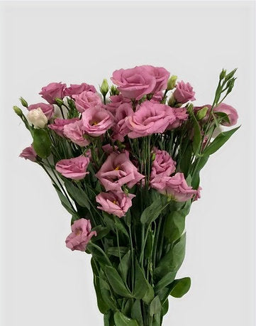 Innocent Pink Lisianthus (per piece)