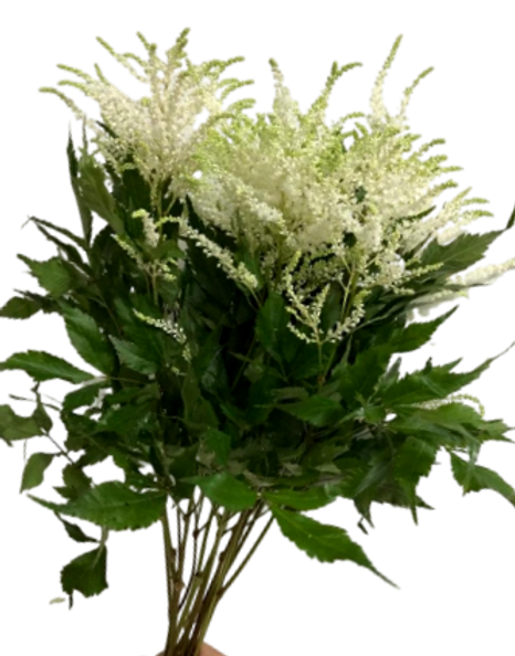 Astilbe Ivory (50 pieces /bunch) 