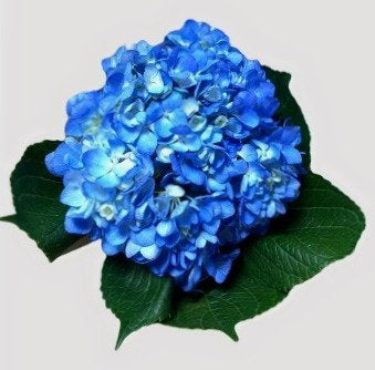 Hydrangea Ocean Blue