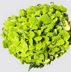 Hydrangea Calming Green