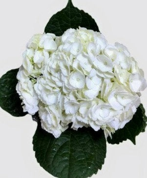 Hydrangea Pearly White