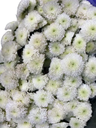 Chrysanthemum Button White (25 Stems) 