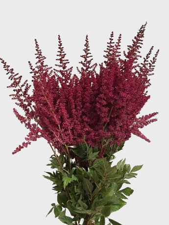 Astilbe Burgundy Red (50 pcs /bunch) 