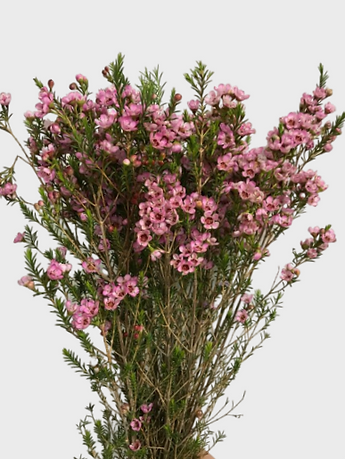 Chamelaucium Magenta 