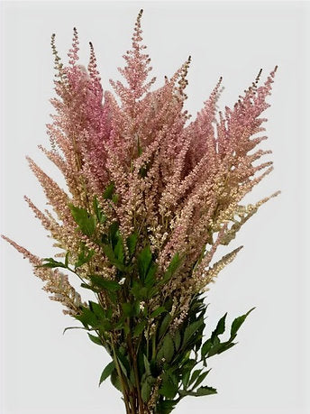 Astilbe Pinkish ( 50pcs/bunch) 