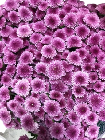 Chrysanthemum Button Bi-Pink (25 Stems) 