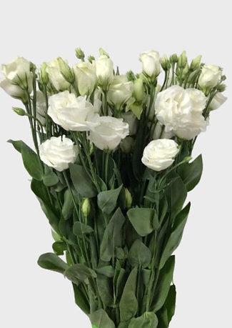 Brilliant White Lisianthus ( per piece)