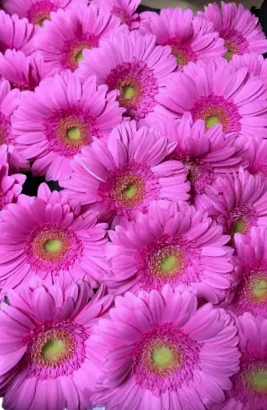 Gerbera Blushing Pink ( 5pcs/bunch)