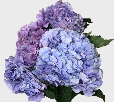 Hydrangea Bluish Purple