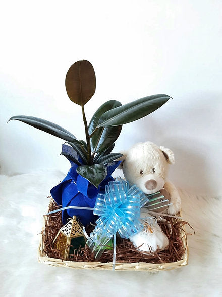 Plant with White Teddy