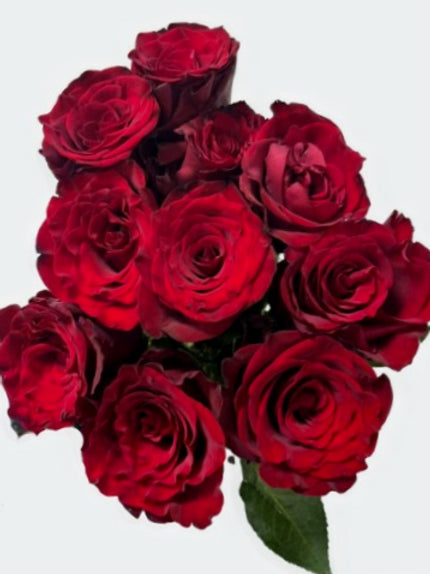 Rosy Red ( 10 stems /bunch) 