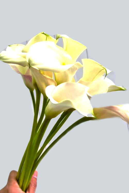 Calla White 