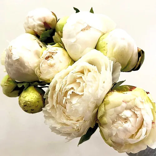 Peony White 