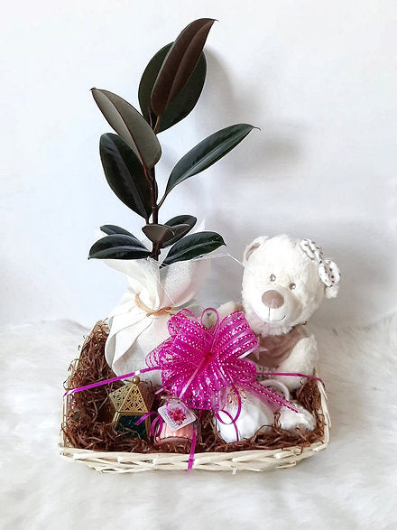 Gift Plant Rubber Plant