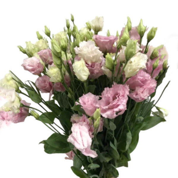 Blooming Pink Lisianthus ( per piece)